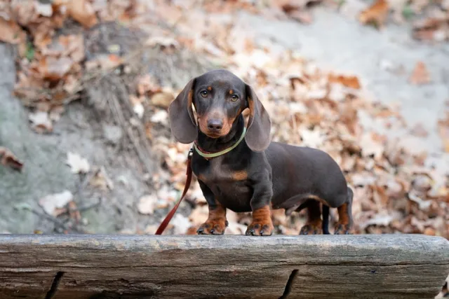How Big Does a Mini Dachshund Get? Average Weight & Growth Chart