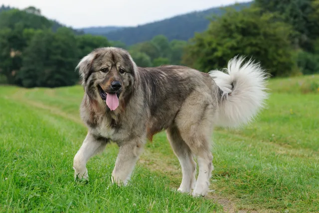 Caucasian Shepherd Dog Breed: Info, Pictures, Care & Facts