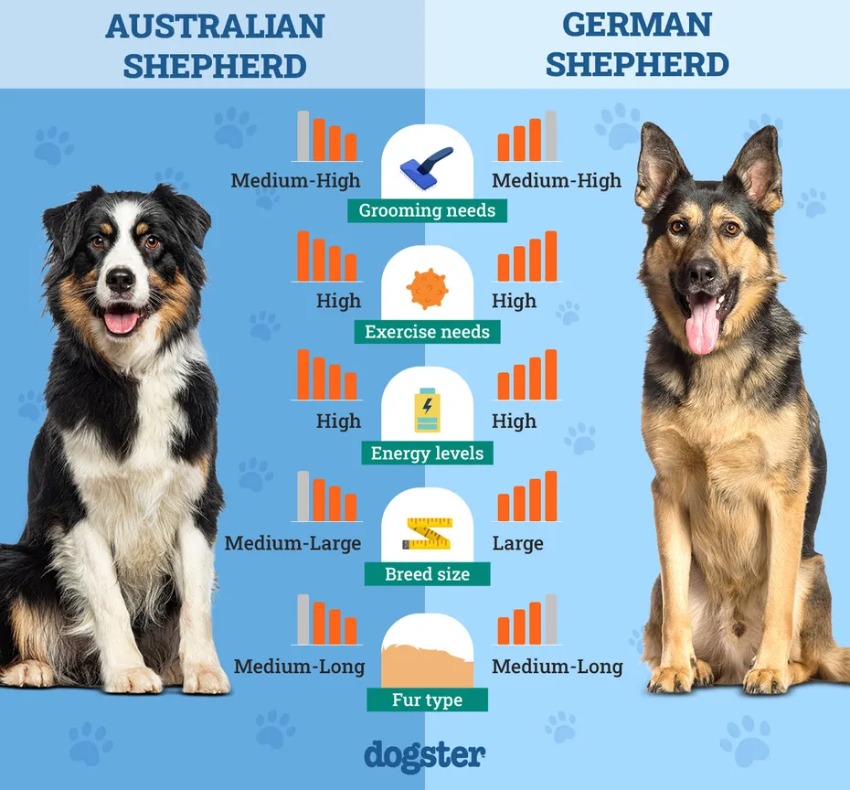 Dogster_Side by Side Comparison_ Australian Shepherd vs German Shepherd