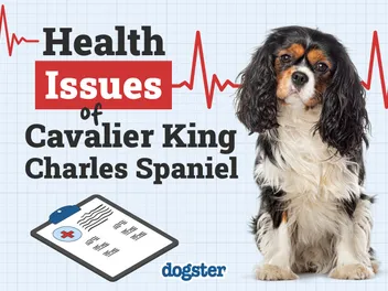 6 Cavalier King Charles Spaniel Health Issues to Watch For