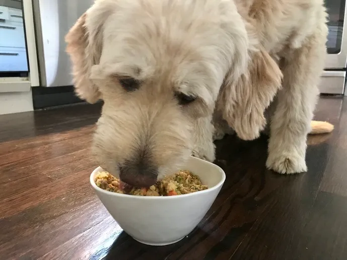 Finny enjoying her The Farmer's Dog turkey recipe