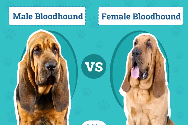 Male vs. Female Bloodhounds: The Difference (With Pictures)