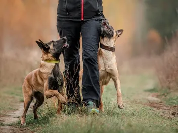 How to Train Two Dogs at Once: 6 Vet Approved Tips for a Multi-Dog Household