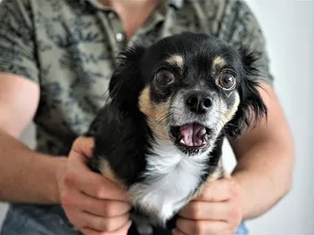 How to Train a Skittish Dog: 13 Vet-Approved Tips & Tricks