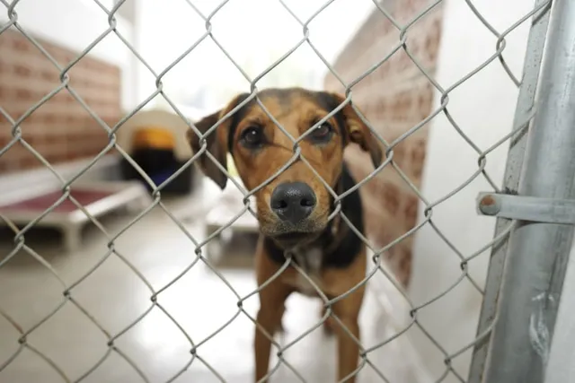 Returning a Dog to the Shelter: Vet-Approved Facts & Guide