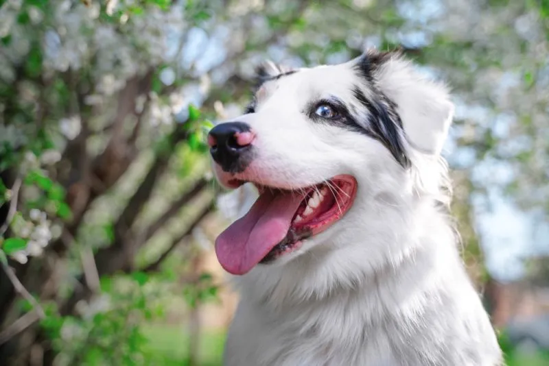 Happy-purebred-Australian-Shepherd-dog-sitting-in-the-park
