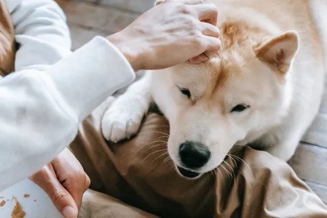 12 Canada Day Safety Tips for Dogs (2026 Guide)