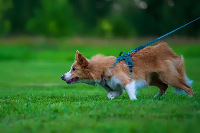 How Should a Dog Harness Fit? Types, Ideal Size & Measuring Tips