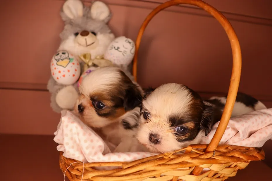 shih tzu puppies lying in the basket