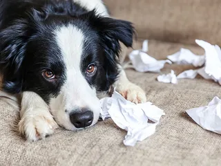 9 Dogs Prone to Anxiety (With Pictures)