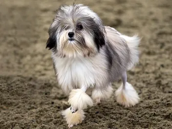 Löwchen Dog: Breed Info, Pictures, Traits & Care