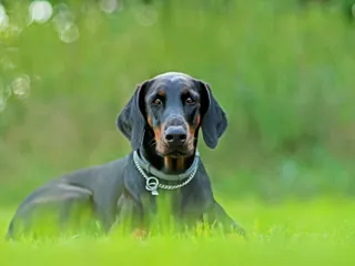 Are Dobermans Smarter Than Average Dogs? Vet-Approved Facts