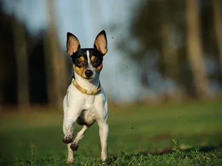 Toy Fox Terrier: Info, Pictures, Facts, Traits & History