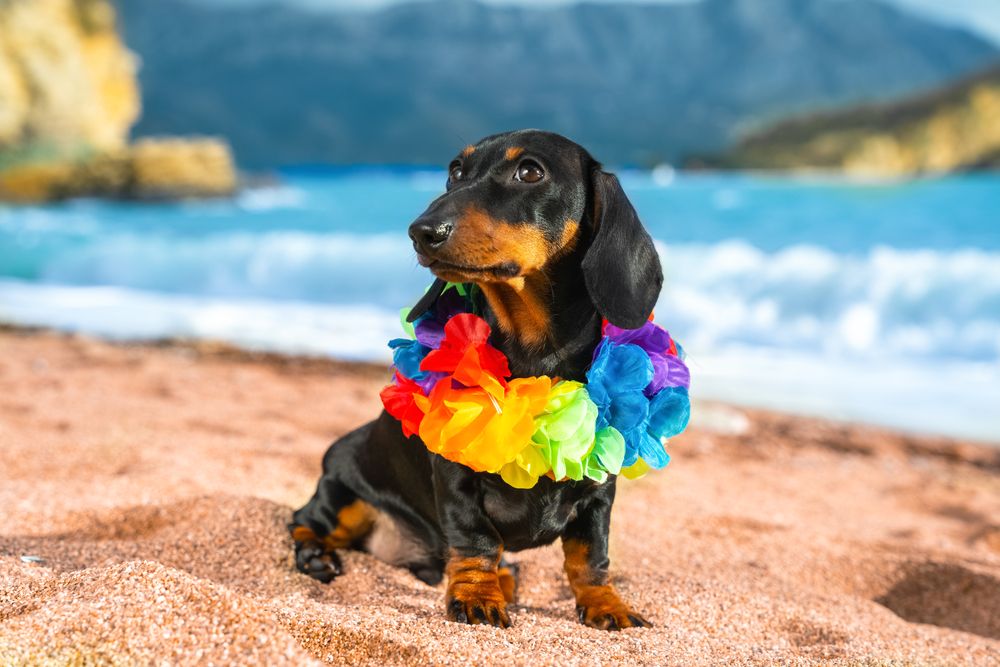 dachshund by the beach