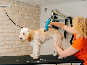9 Best Dog Clippers in 2026 - Reviews & Top Picks