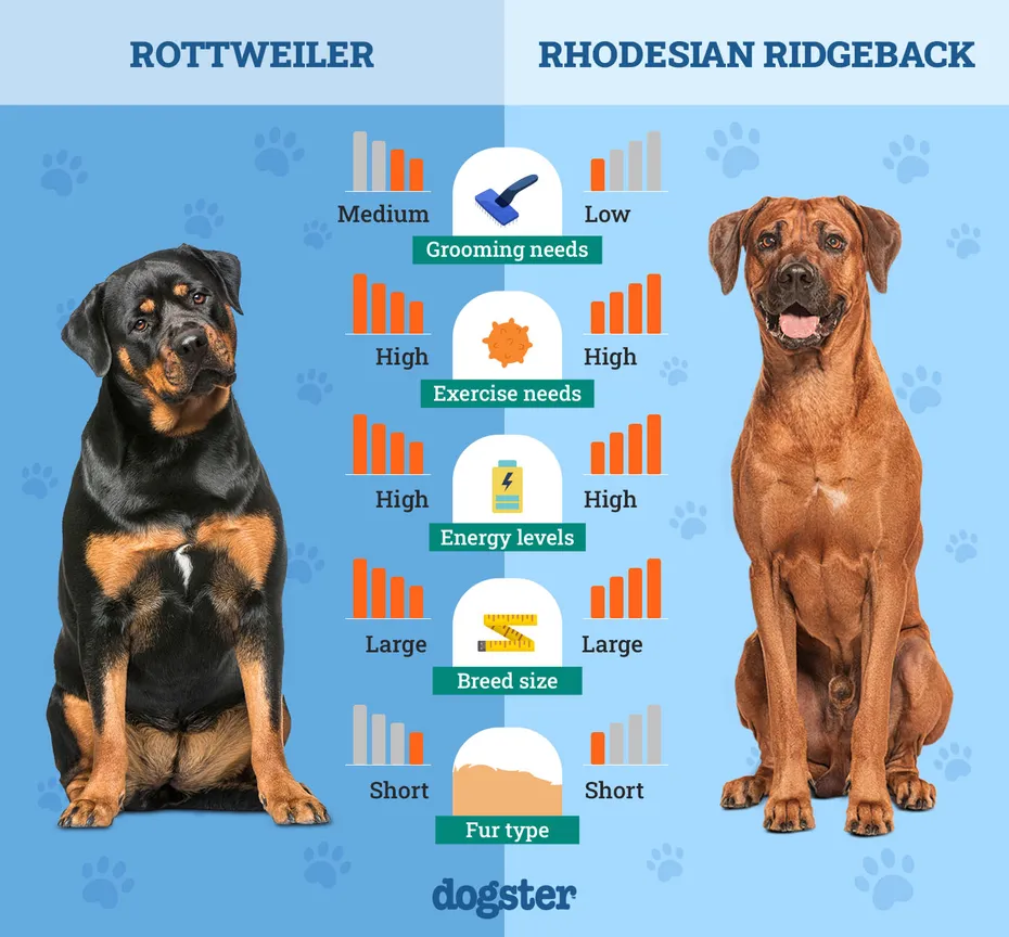 Dogster_Side by Side Comparison_ Rottweiler vs Rhodesian Ridgeback