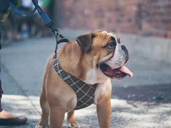 10 DIY Dog Harness Plans You Can Make Today (With Pictures)