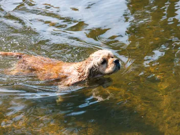 Can Cocker Spaniels Swim? Vet-Verified Facts & Tips