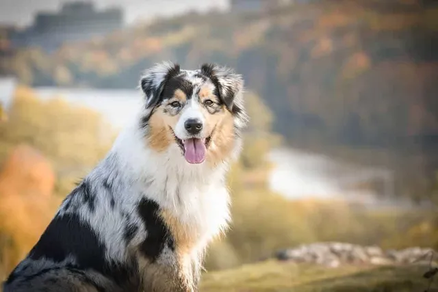 10 Incredible Vet-Reviewed Facts About the Australian Shepherd