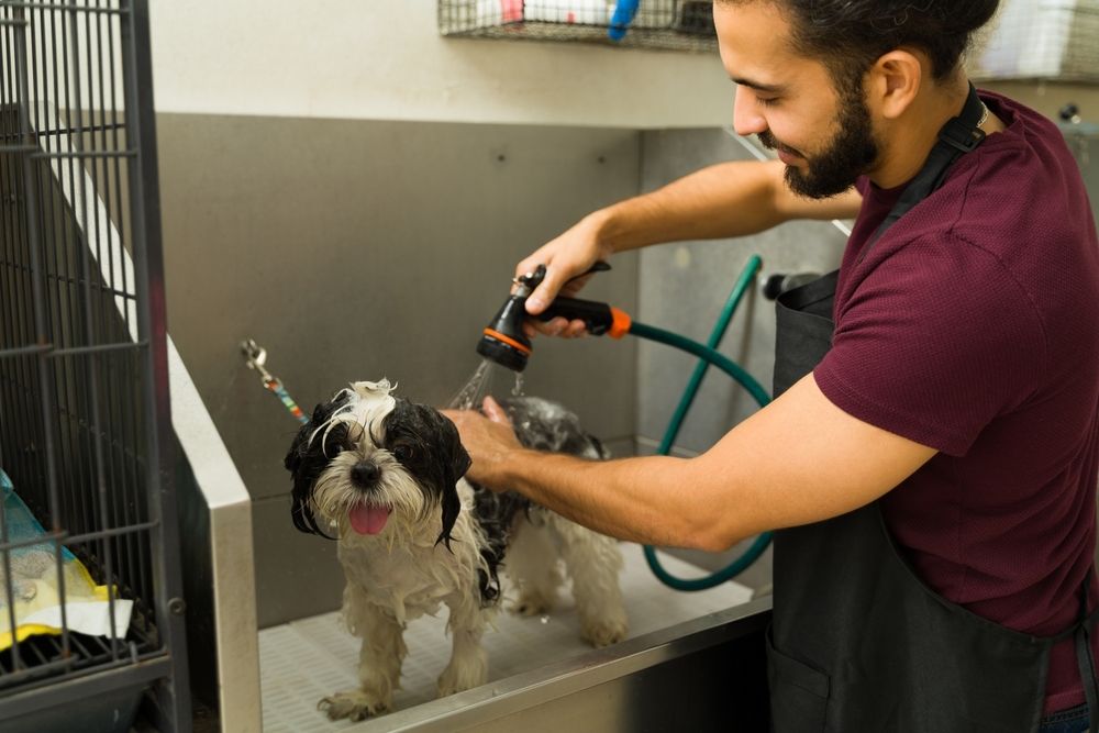 man-giving-a-bath-to-shih-tzu-dog