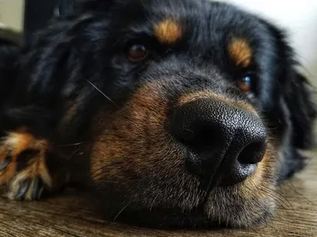 Long-Haired Rottweiler Dog Breed: Info, Pictures, Traits, Care & More