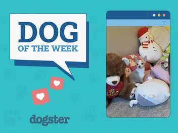 Dogster Photo Contest: Dogs of the Week Winners (Jan 30, 2025)