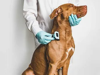 Do Vizslas Shed a Lot? Factors, Patterns & Coat Guide