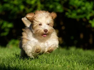 Teacup Havanese: Info, Pictures, Care Guide, Temperament & Traits