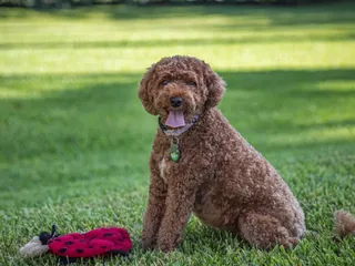 How Big Does a Cavapoo Get? Average Weight & Growth Chart (Vet-Reviewed)