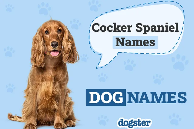 150+ Cocker Spaniel Names: Popular, Cute, and Cool Ideas 2026