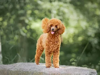 Miniature Poodle Dog Breed: Info, Pictures, Care, Traits & More