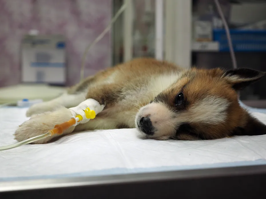 puppy with intravenous in a vet table