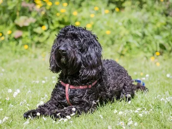 Black Labradoodle: Info, Pictures, Origin & More