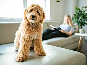 10 Best Dog Training Books for Owners - Reviews & Top Picks