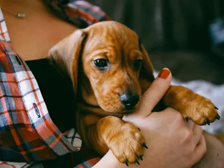10 Vet-Verified Reasons Not to Get a Puppy: Important Things to Consider