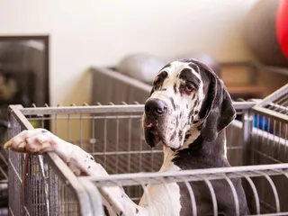 How to Crate Train a Great Dane: 7 Vet-Verified Tips & Tricks