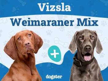 Vizmaraner (Vizsla Weimaraner Mix): Info, Pictures, Care Guide & More