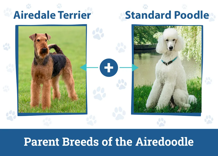 Parent Breeds of the Airedoodle