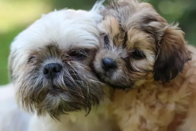 9 Vet-Verified Fascinating Shih Tzu Facts That Might Surprise You