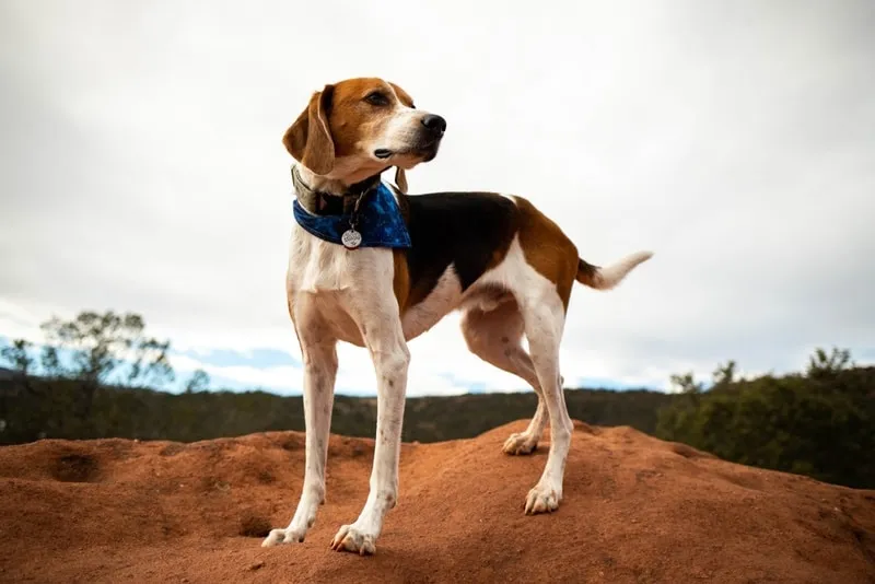 ameriacan-foxhound-hiking
