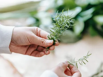 Rosemary for Dogs: Our Vet Explains Safety, Potential Uses & Efficacy