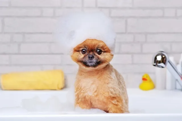 How Often Should You Bathe a Puppy? Vet-Recommended Frequency & Bathing Guide
