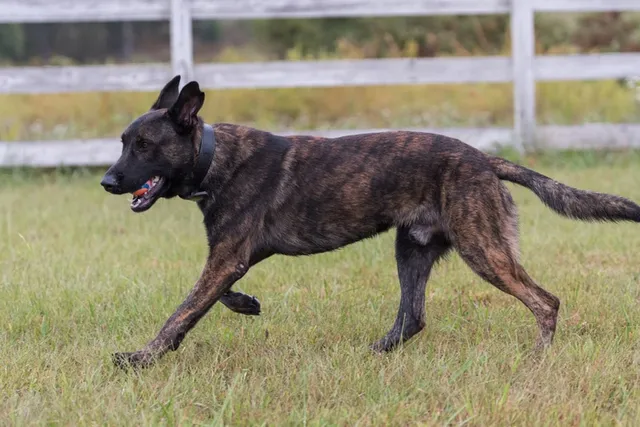 Brindle Belgian Malinois: Info, Pictures, Origin & History