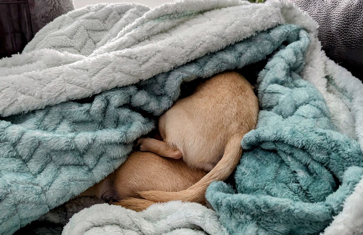 Two little snuggle-bums