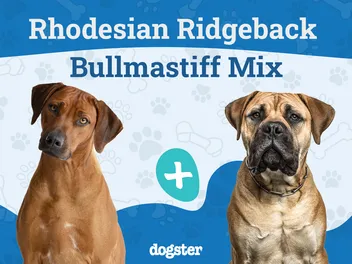 Rhodesian Mastiff Mix breed: Info, Pictures, Care Guide & More