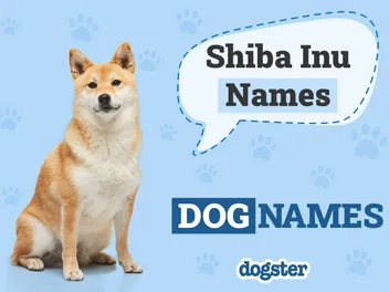 140+ Popular & Unique Shiba Inu Names for Your Foxy Pup