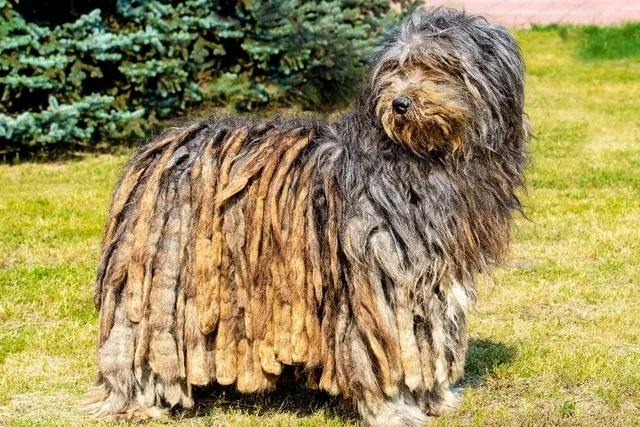 Bergamasco Sheepdog: Breed Info, Pictures, Care, Traits & More
