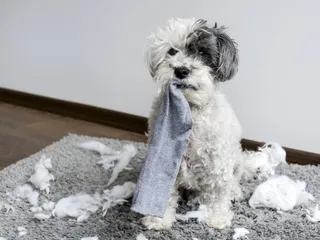 Why Does My Dog Steal My Socks? 6 Vet-Reviewed Reasons & Solutions