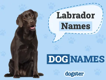 150+ Labrador Retriever Names: Popular & Unique Lab Names 2026