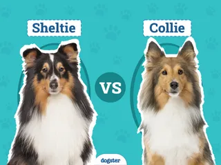 Sheltie vs Collie: Differences Explained (With Pictures)